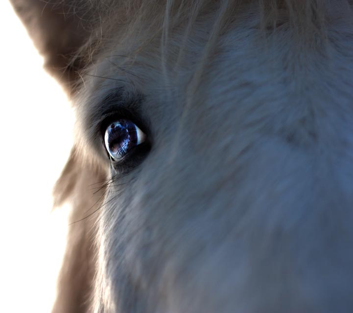 Horse Eye