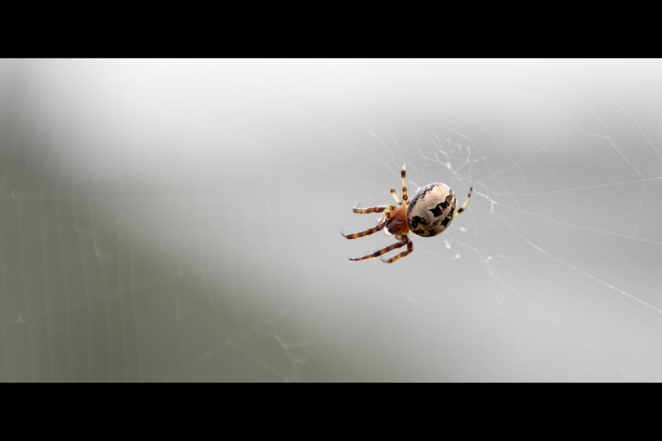 Spider